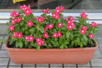 nitiniti-p1010168.jpg (192131 oCg)