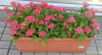 pentasu-p1010169.jpg (242922 oCg)
