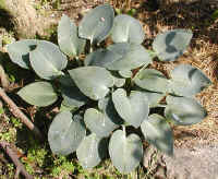 buru-daiamonndo2.jpg (103540 oCg)