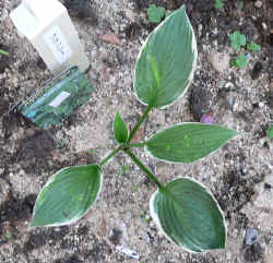 furansi1010264.jpg (222007 oCg)