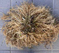 gibousi-uekae11010138.JPG (360980 oCg)