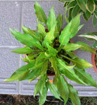 kisuji-p1010554.jpg (254417 oCg)