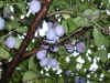 pru-n7050119.jpg (232583 oCg)