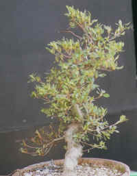 suisen-200104.jpg (64123 oCg)