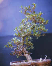 suisenn7.jpg (77861 oCg)