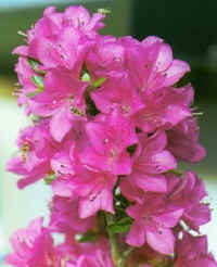 hosinokagayaki2.jpg (19815 oCg)