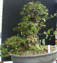 eikan6140006.jpg (373221 oCg)