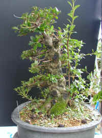 eikan6140007.jpg (557628 oCg)