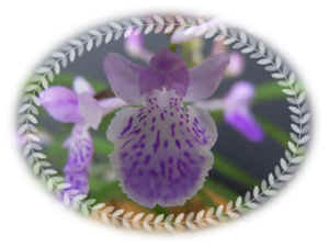 060625-13.jpg (32711 oCg)