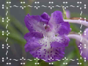 060625-16.jpg (35946 oCg)