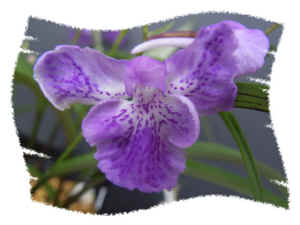 060625-24.jpg (35531 oCg)
