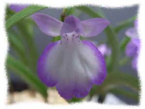 060625-9.jpg (30195 oCg)