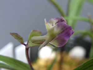 kikuba-meiRIMG4674.jpg (48957 oCg)