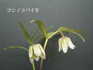kosinokobaimo.jpg (30603 バイト)