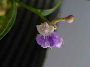 m-meiRIMG5091.jpg (45026 oCg)