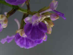 m-meiRIMG5100.jpg (48485 oCg)