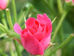 mei2006061801.jpg (49891 oCg)