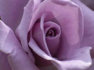mei2006061803.jpg (49155 oCg)