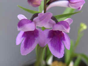 meiRIMG1816.jpg (50668 oCg)