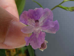 meiRIMG1833.jpg (47531 oCg)