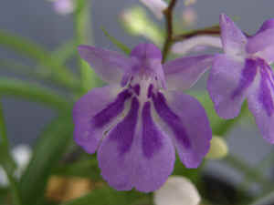 meiRIMG1860.jpg (47500 oCg)