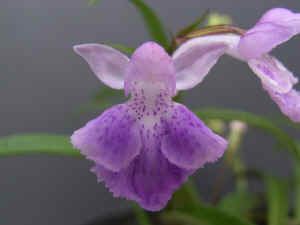 meiRIMG1867.jpg (49550 oCg)
