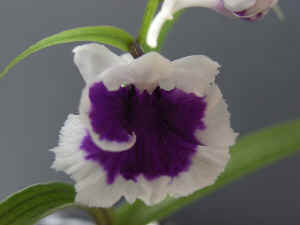 meiRIMG1888.jpg (50410 oCg)