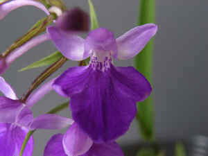 meiRIMG1896.jpg (50623 oCg)