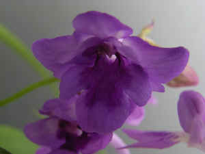 meiRIMG1977.jpg (48170 oCg)