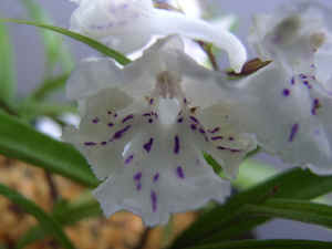 meiRIMG3558.jpg (50681 oCg)