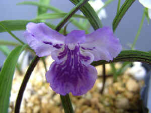 meiRIMG4540.jpg (50395 バイト)