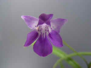 meiRIMG4553.jpg (44368 バイト)