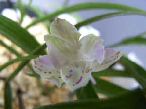 meiRIMG4581.jpg (49043 oCg)