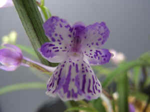 meiRIMG4616.jpg (47990 バイト)