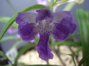 meiRIMG4702.jpg (48896 バイト)