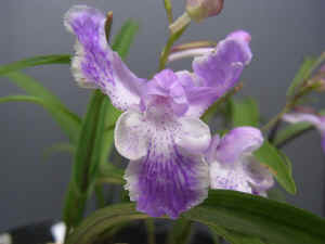 meiRIMG4753.jpg (49206 バイト)
