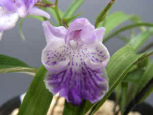 meiRIMG4763.jpg (48683 バイト)