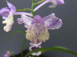 meiRIMG4785.jpg (49118 バイト)