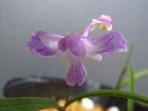 meiRIMG4798.jpg (45276 バイト)