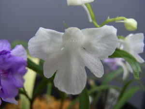 meiRIMG4864.jpg (49851 バイト)