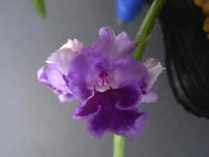 meiRIMG4869.jpg (49580 バイト)