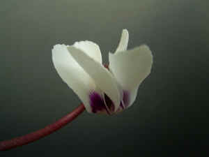 meirimg0057.jpg (51142 バイト)