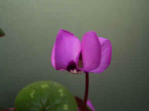 meirimg0063.jpg (50916 バイト)