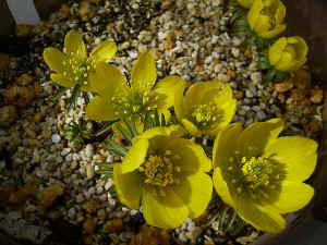 meirimg0064.jpg (50967 バイト)