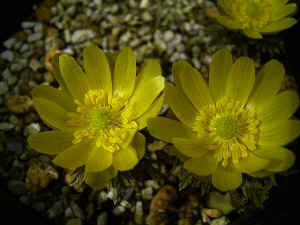 meirimg0066.jpg (50039 バイト)