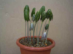 meirimg0068.jpg (50278 バイト)
