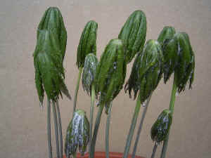 meirimg0069.jpg (49475 バイト)
