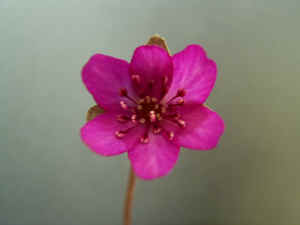 meirimg0072.jpg (47028 バイト)