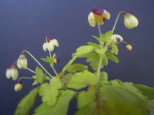 meirimg0079.jpg (50609 バイト)