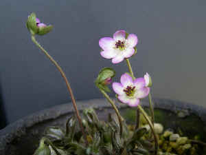 meirimg0080.jpg (50300 バイト)